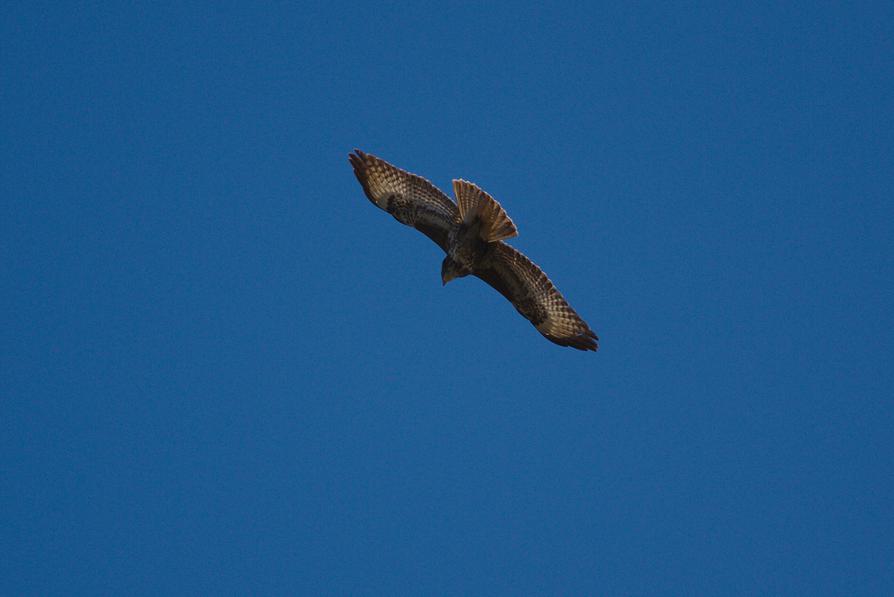 Bussard über dem Rosensee Bussard über dem Rosensee
