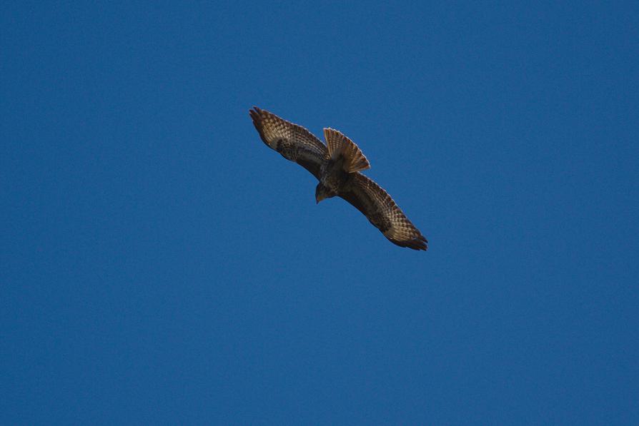 Bussard über dem Rosensee