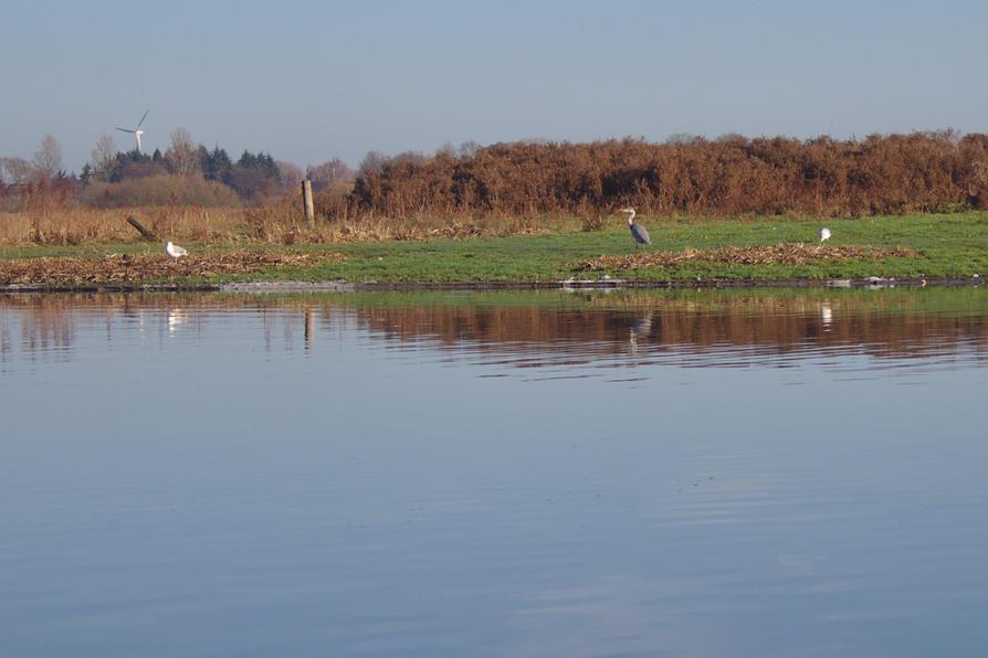 Vogelinsel Probstenwerder Vogelinsel Probstenwerder