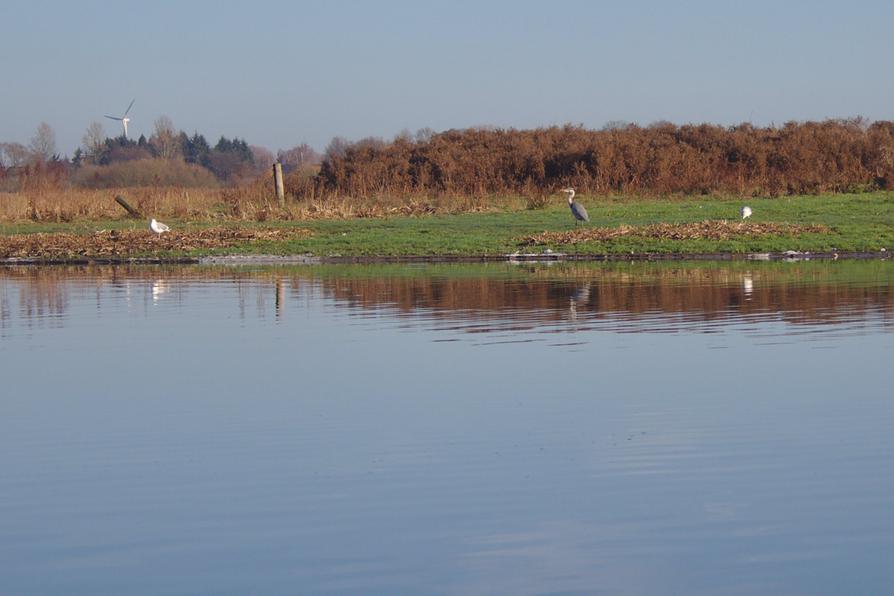 Vogelinsel Probstenwerder