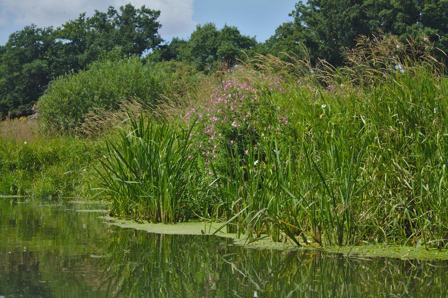 Eidenröschen und Igelkolben an der Schwentine Eidenröschen und Igelkolben an der Schwentine