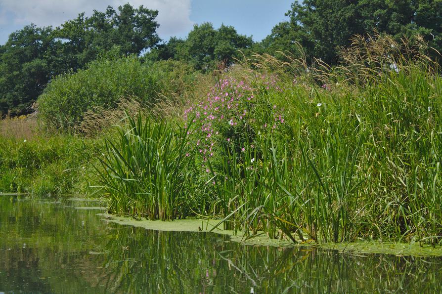 Eidenröschen und Igelkolben an der Schwentine