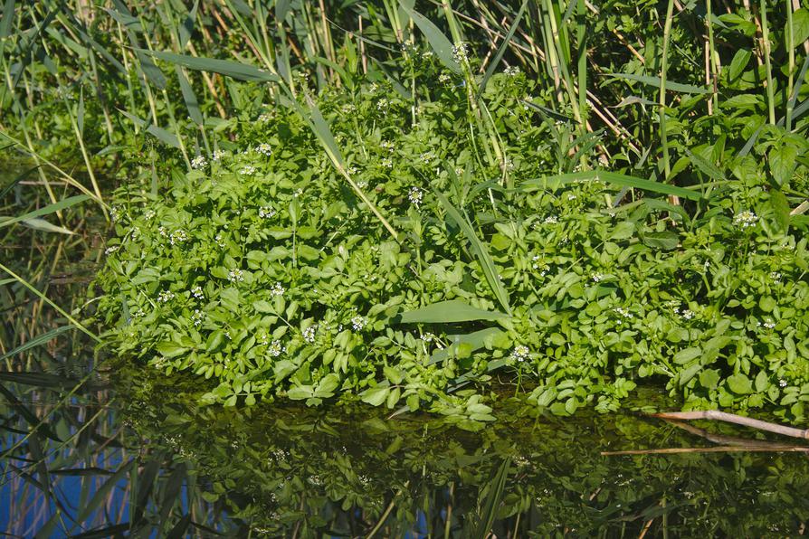 blühende Brunnenkresse blühende Brunnenkresse