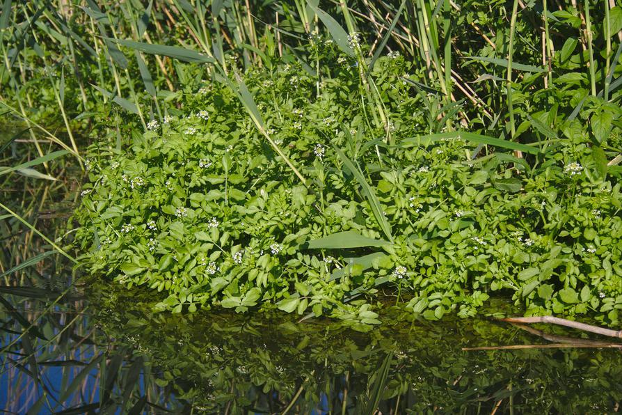 blühende Brunnenkresse