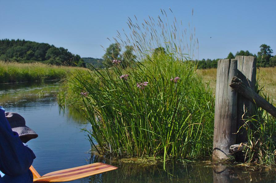 eine Schwanenblume in der Eider