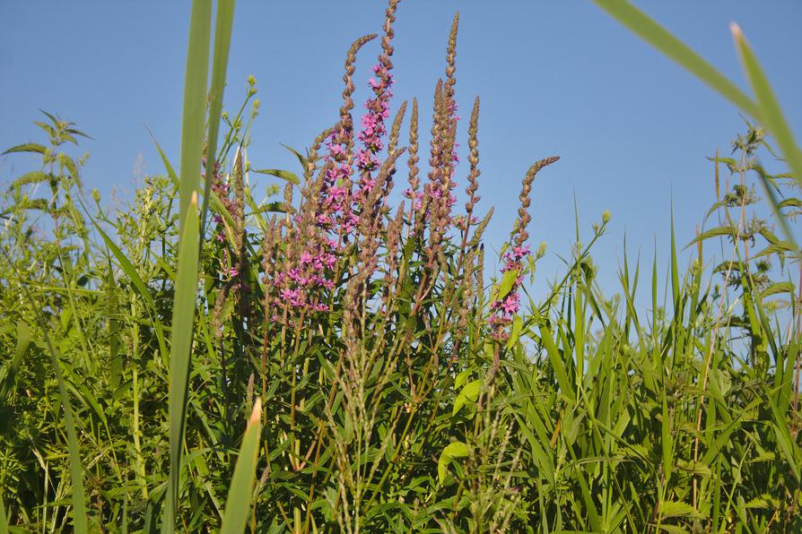 ein Blutweiderich an der Recknitz