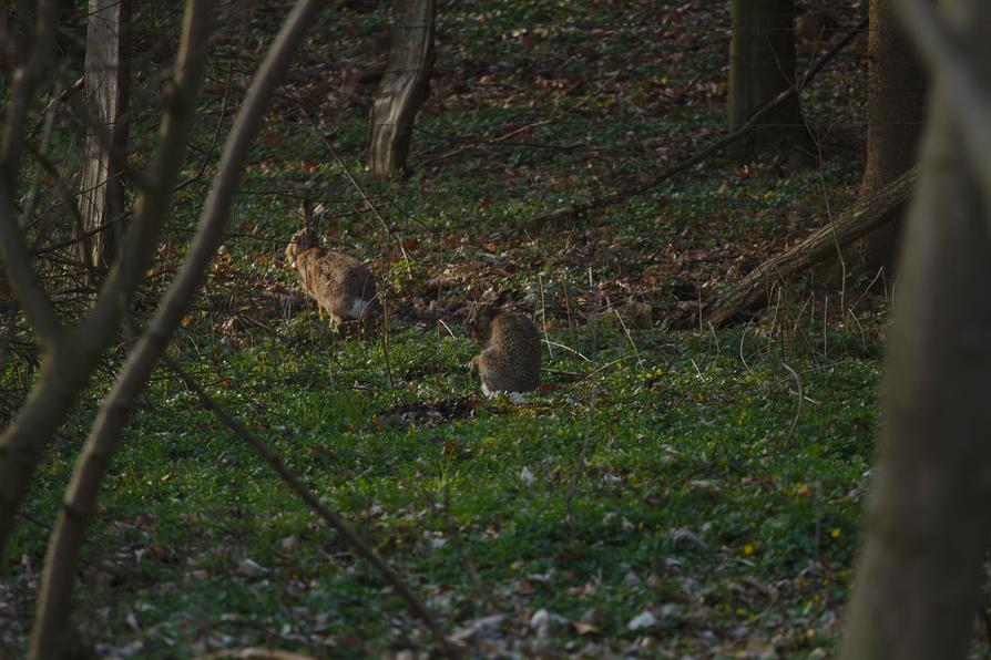 zwei Hasen vor Molfsee