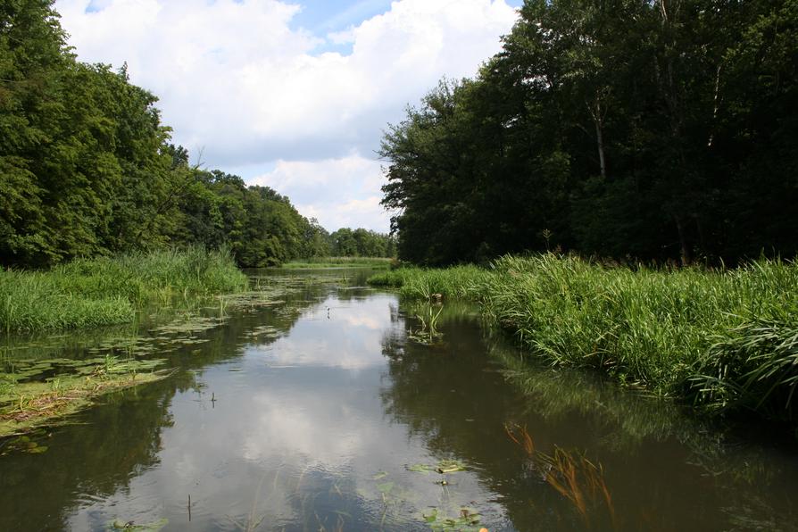 Alte-Oder-Wildnis bei Gorgast