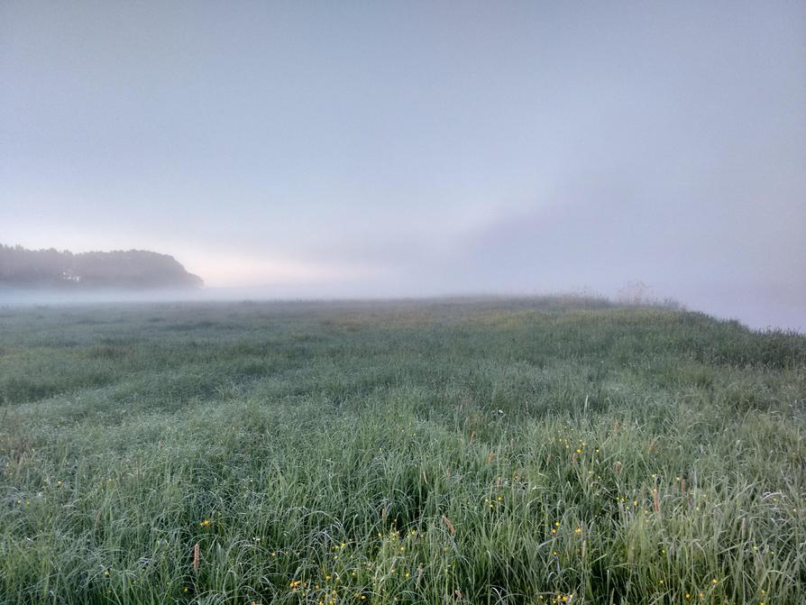 morgens an der Trebel in Bassendorf