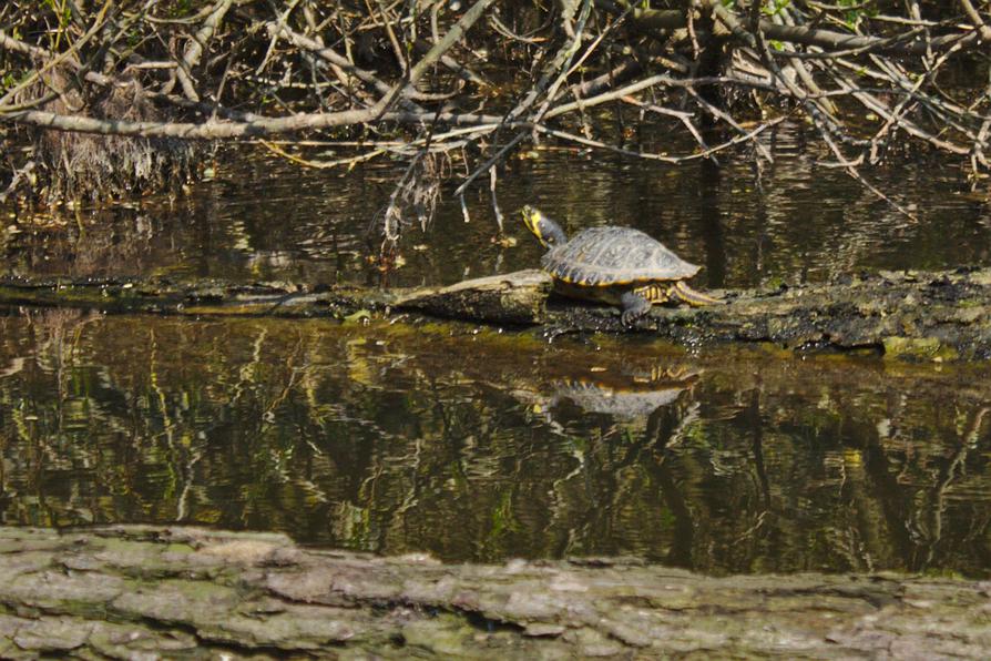 eine Schildkröte an der Schwentine