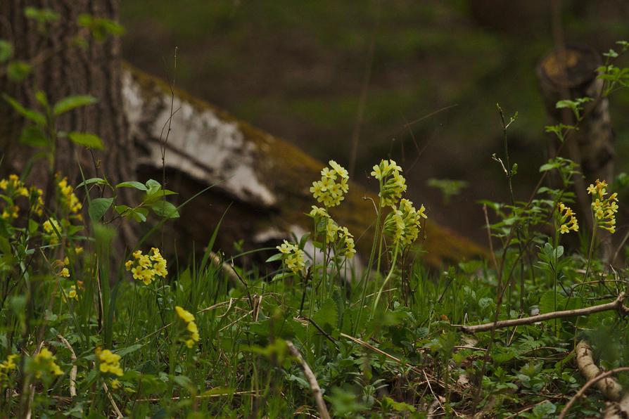 Schlüsselblumen an der Trave