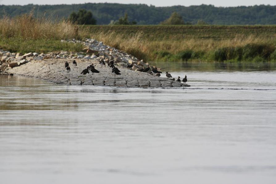 Gänsesäger und Kiebitze auf einer Buhne