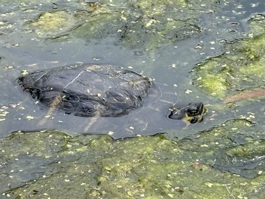 Schildkröte in den Algen