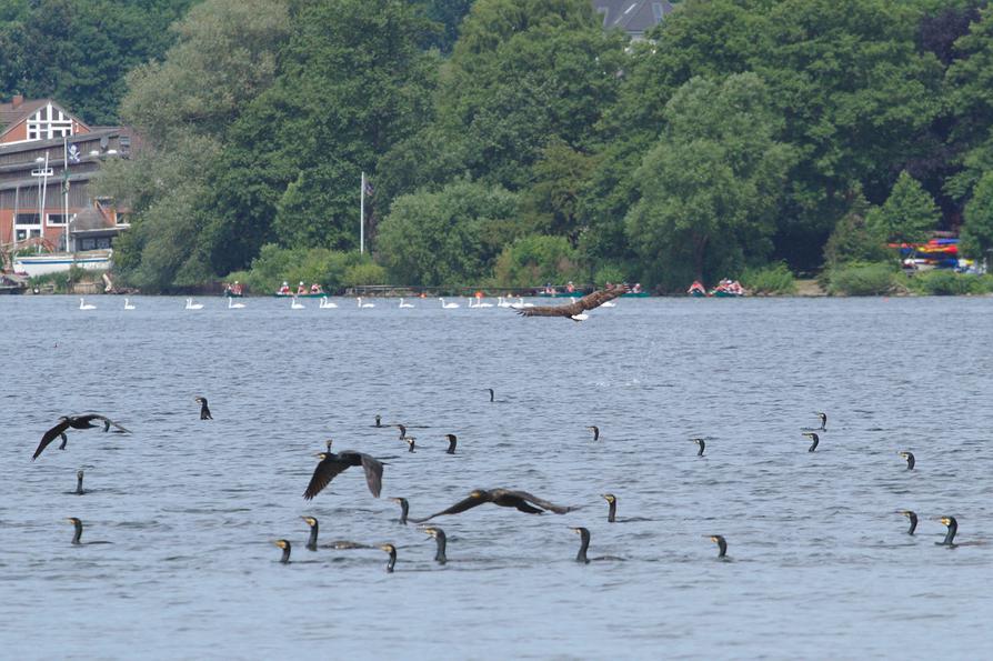 Seeadler auf der Jagd nach Komoranen