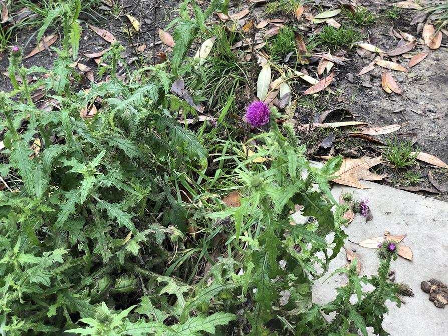 Distel blüht an der Treppe zum Steg