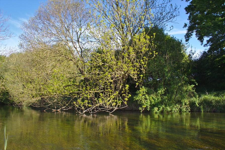 klares Wasser in der Schwentine