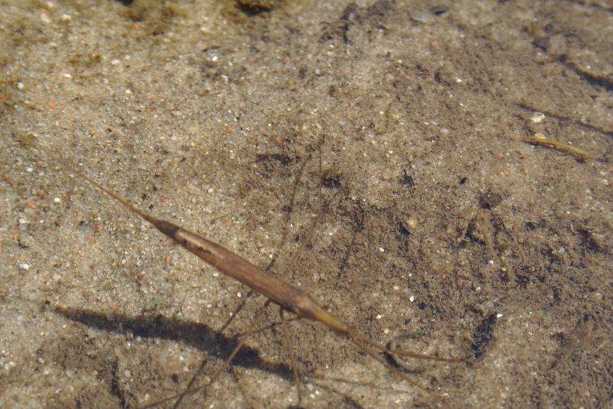 Stabwanze Stabwanze