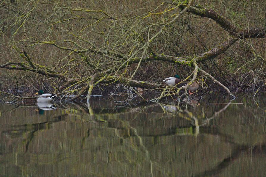 Stockenten auf der Schwentine