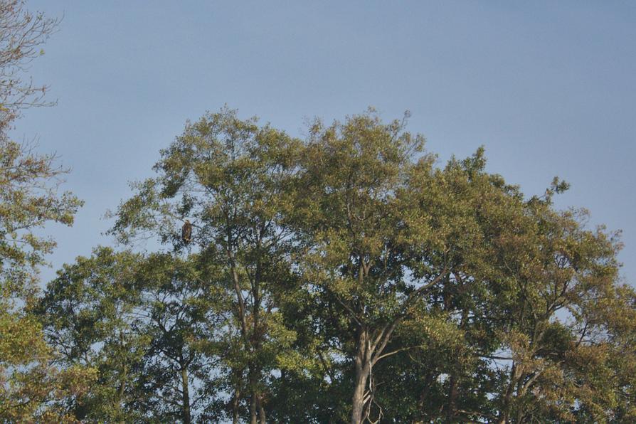 Seeadler am Kleinen Plöner See