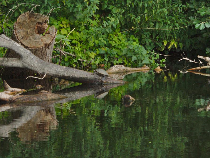 Schildkröte an der Schwentine Schildkröte an der Schwentine