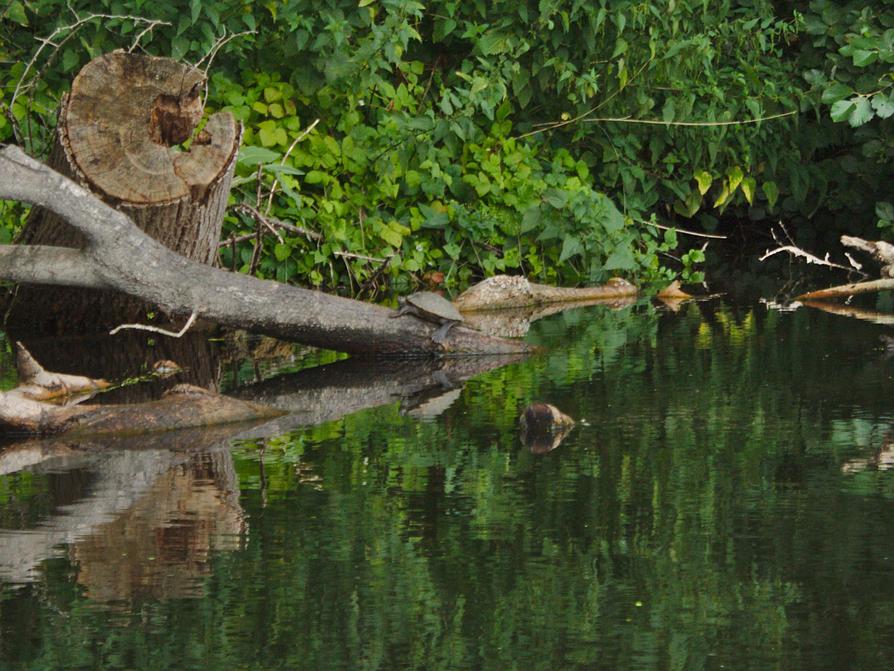 Schildkröte an der Schwentine