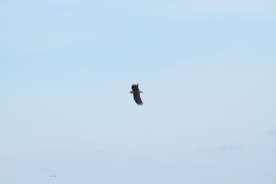 Seeadler über dem Großen Plöner See Seeadler über dem Großen Plöner See