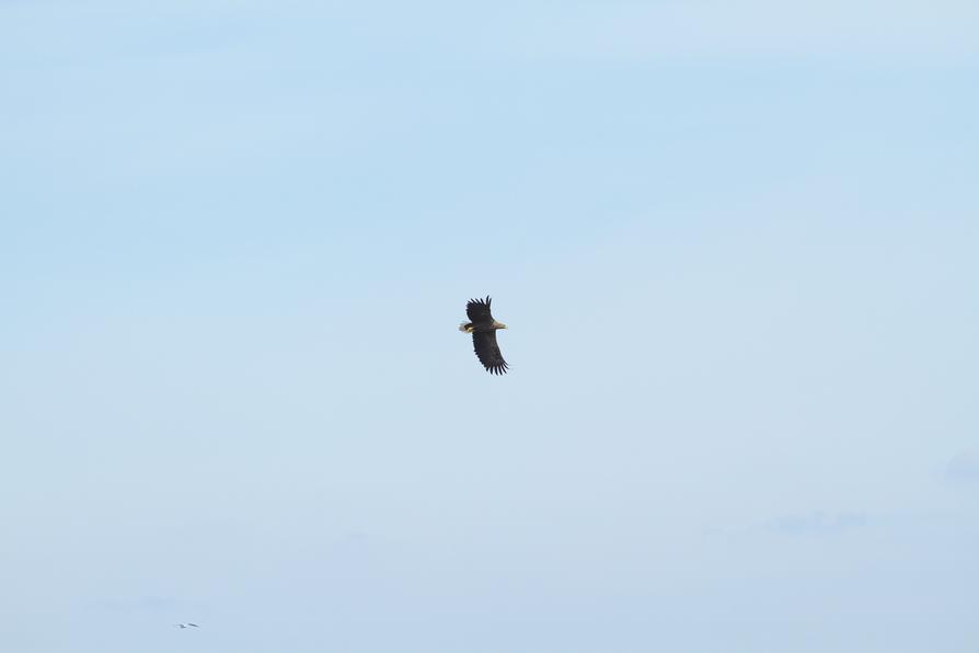 Seeadler über dem Großen Plöner See