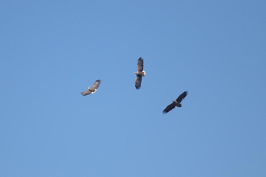 drei Seeadler in Mecklenburg