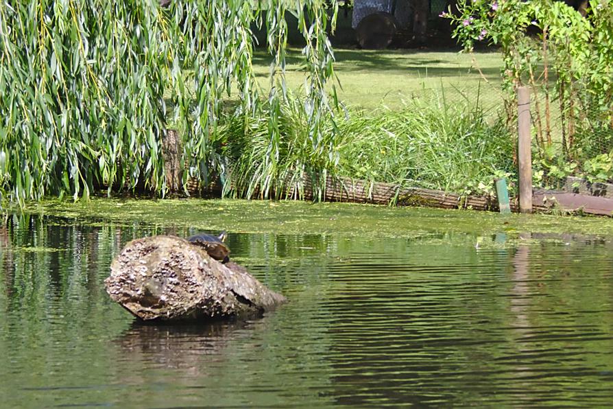 Schildkröte auf Totholz