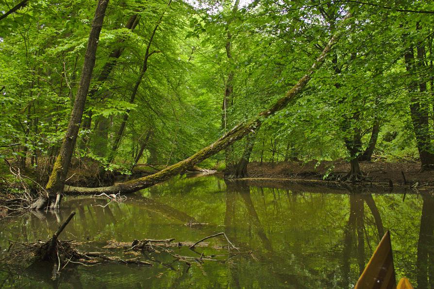 Maigrün an der Mildenitz