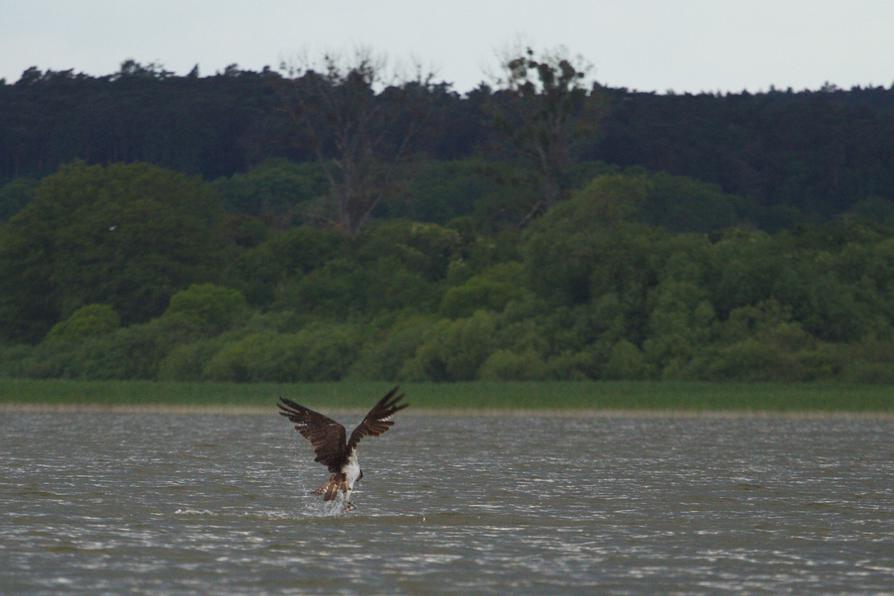 Fischadler auf dem Malchiner See