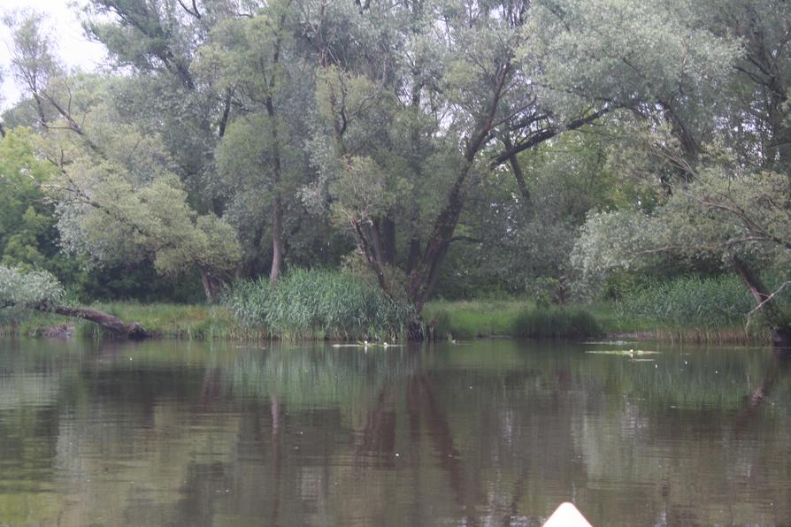 Schönes Ufergehölz an der Havel