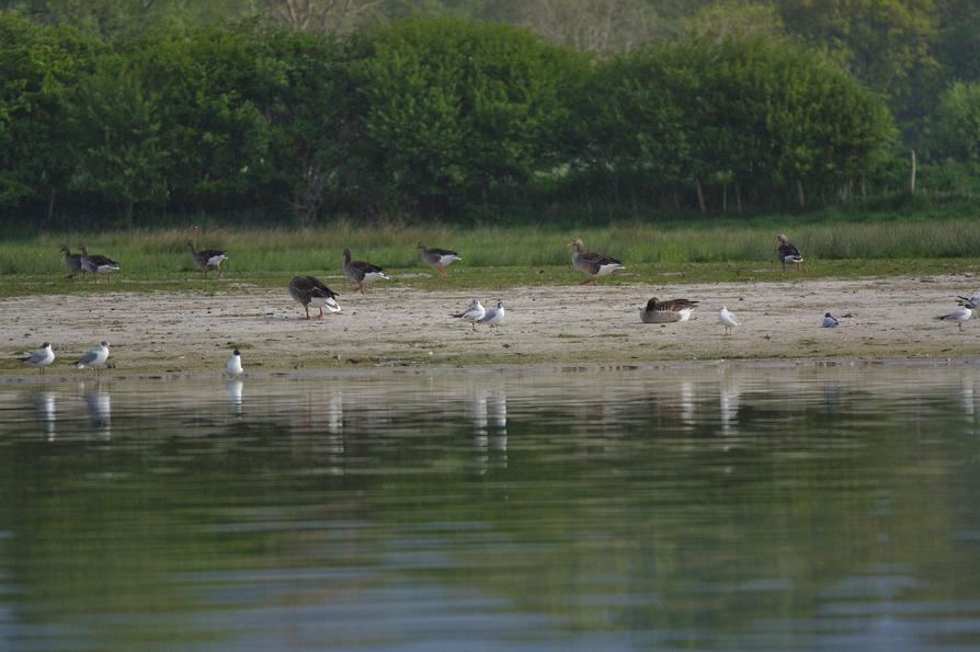 Wasservögel am Lanker See nahe Preetz