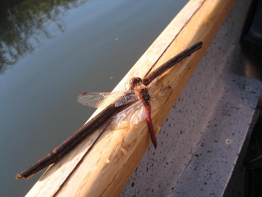 Blutrote Heidelibelle zu Gast