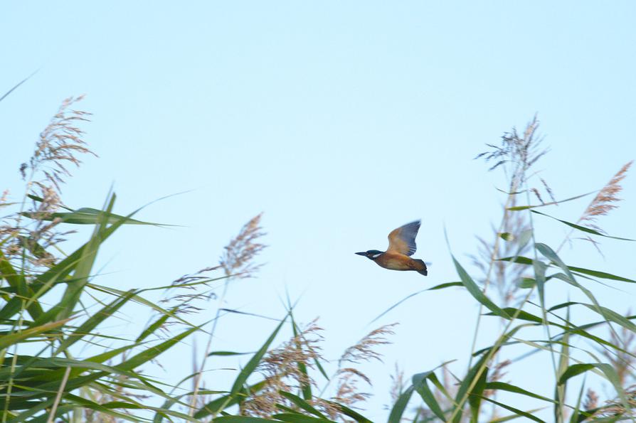 Eisvogel an der Peene