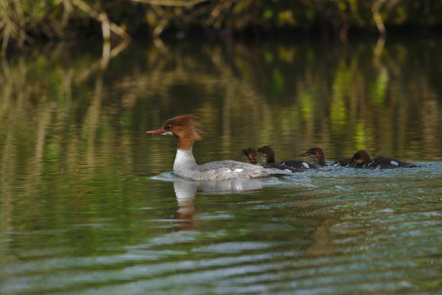 Gänsesägerfamilie