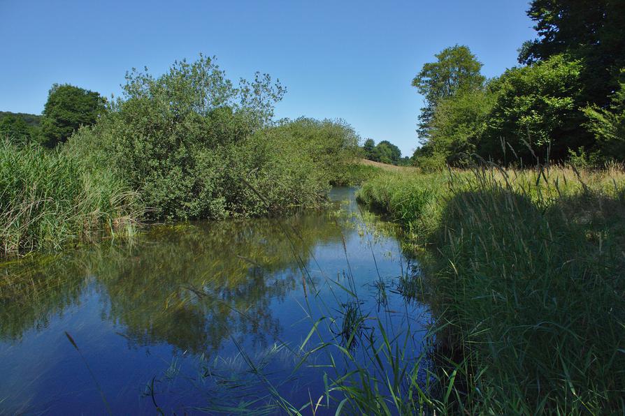Weide in der Eider Weide in der Eider