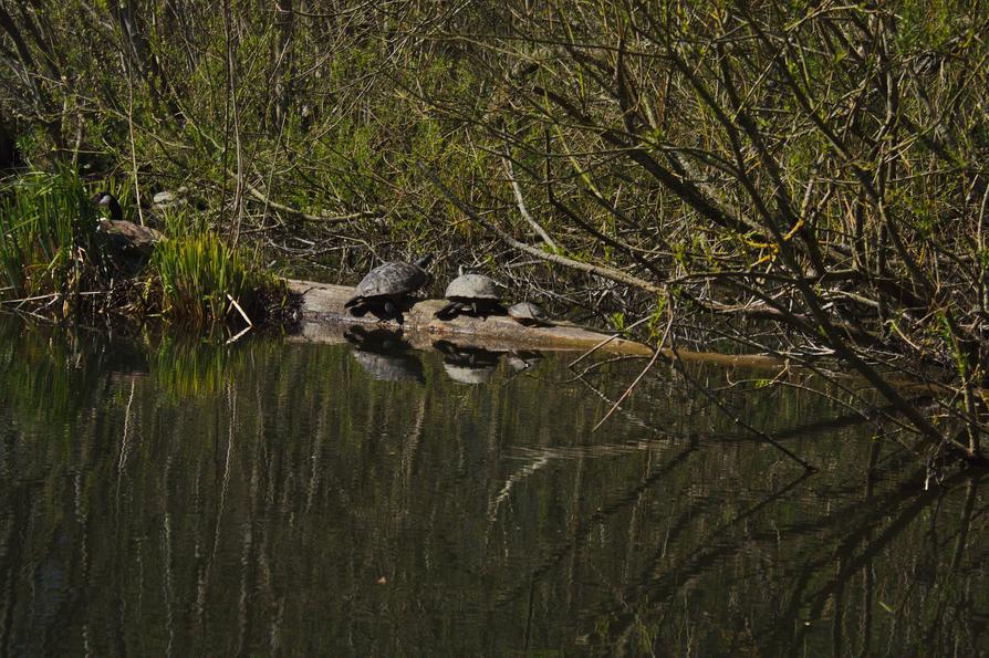 Kanadagans und drei Schildkröten