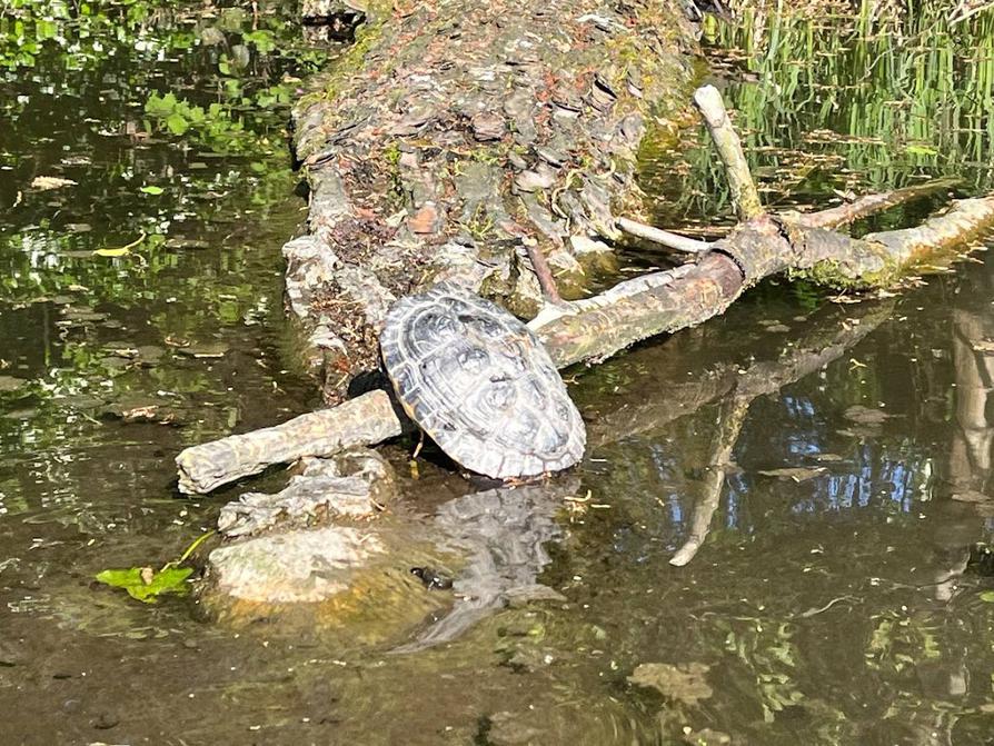 Schildkröte in Preetz