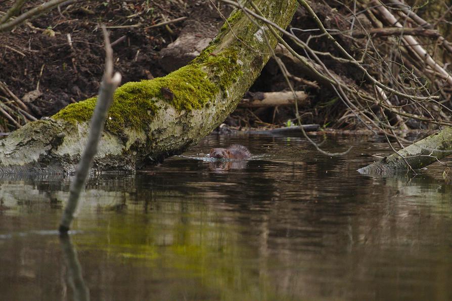 Mink an der Schwentine