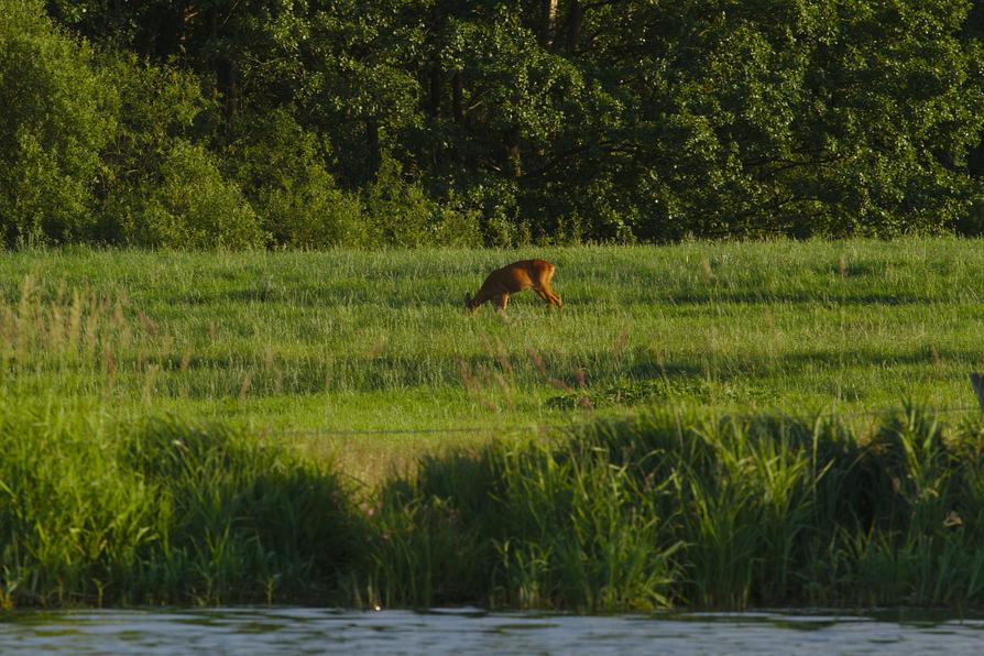 Reh an der Schwentine Reh an der Schwentine