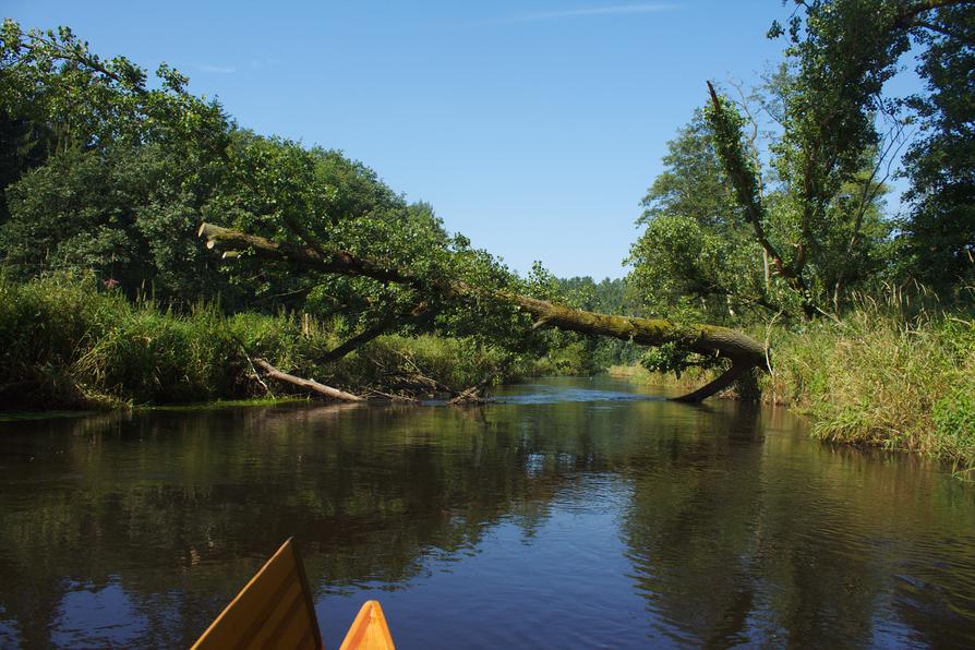 Baumhindernis in der Bamau