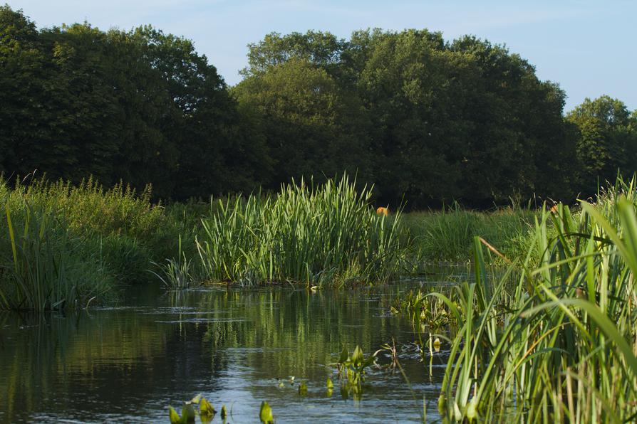 Eider unterhalb Steinfurter Mühle