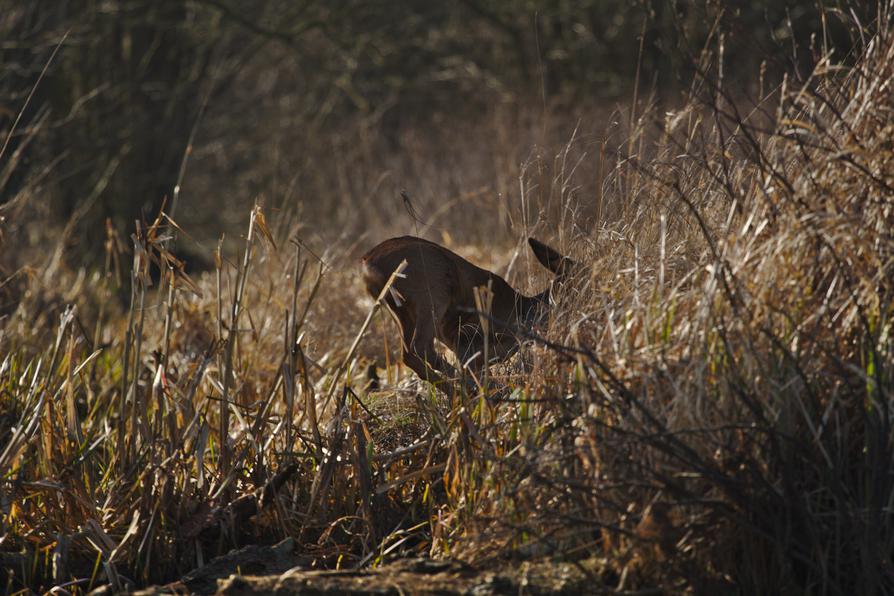 Reh am Eiderufer