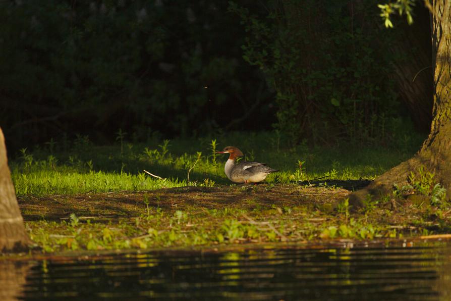 Gänsesägerweibchen in der Abendsonne