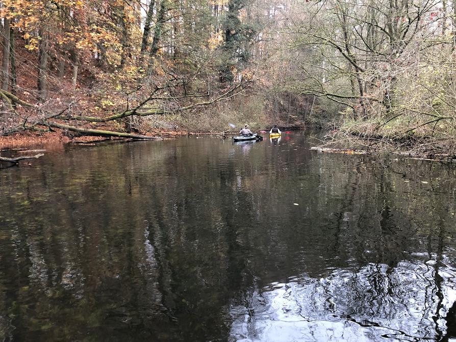 schöne Waldlandschaft an der Schwentine