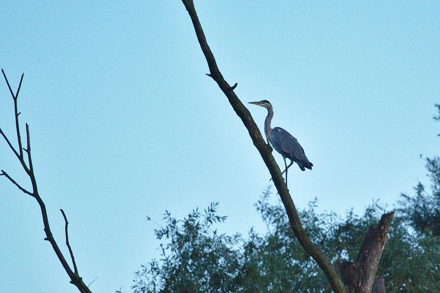 Graureiher an der Peene