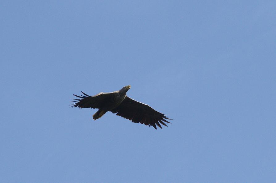 Seeadler bei Bützer an der Havel