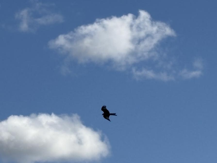 Rotmilan über der Peene