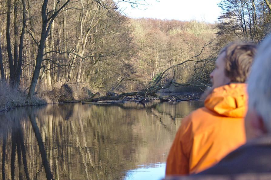 umgestürzte Esche in der Schwentine umgestürzte Esche in der Schwentine
